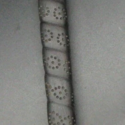 Refurbished Japanese Honma CB8001 Putter 88cm Playing Length Steel Shaft RG Grip -MACTEC Golf Shop 32 7f249080 50e3 451a 9ee2 a6281da11415